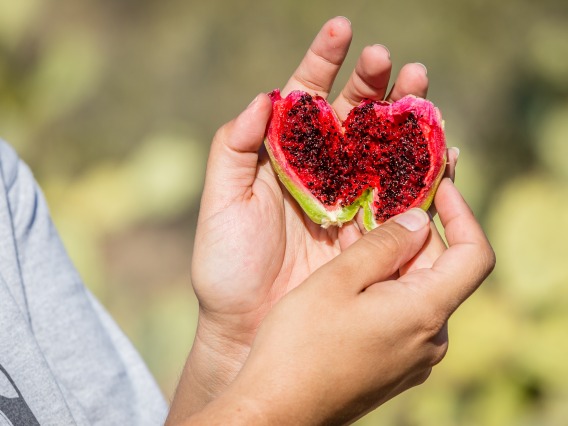 hands holding saguaro fruit